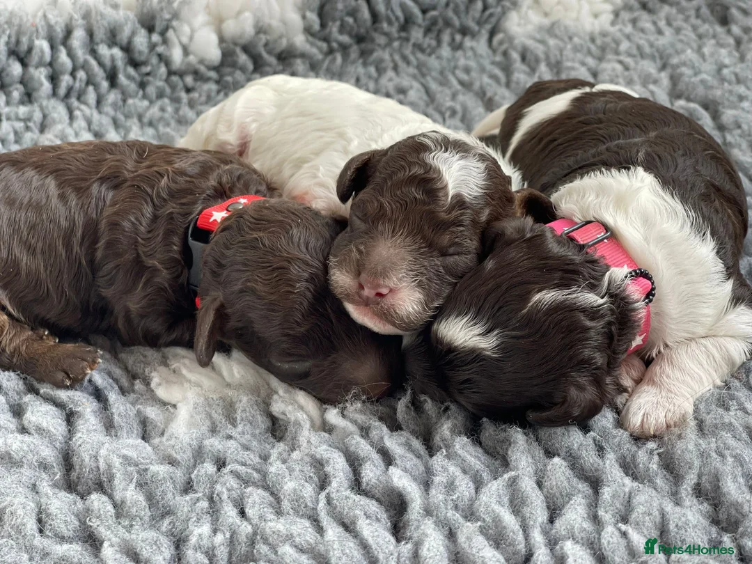 Cavapoo dogs for stud: Premium Cavapoo Chocolate Phantom Parti Stud  in Rickmansworth - Advert 6