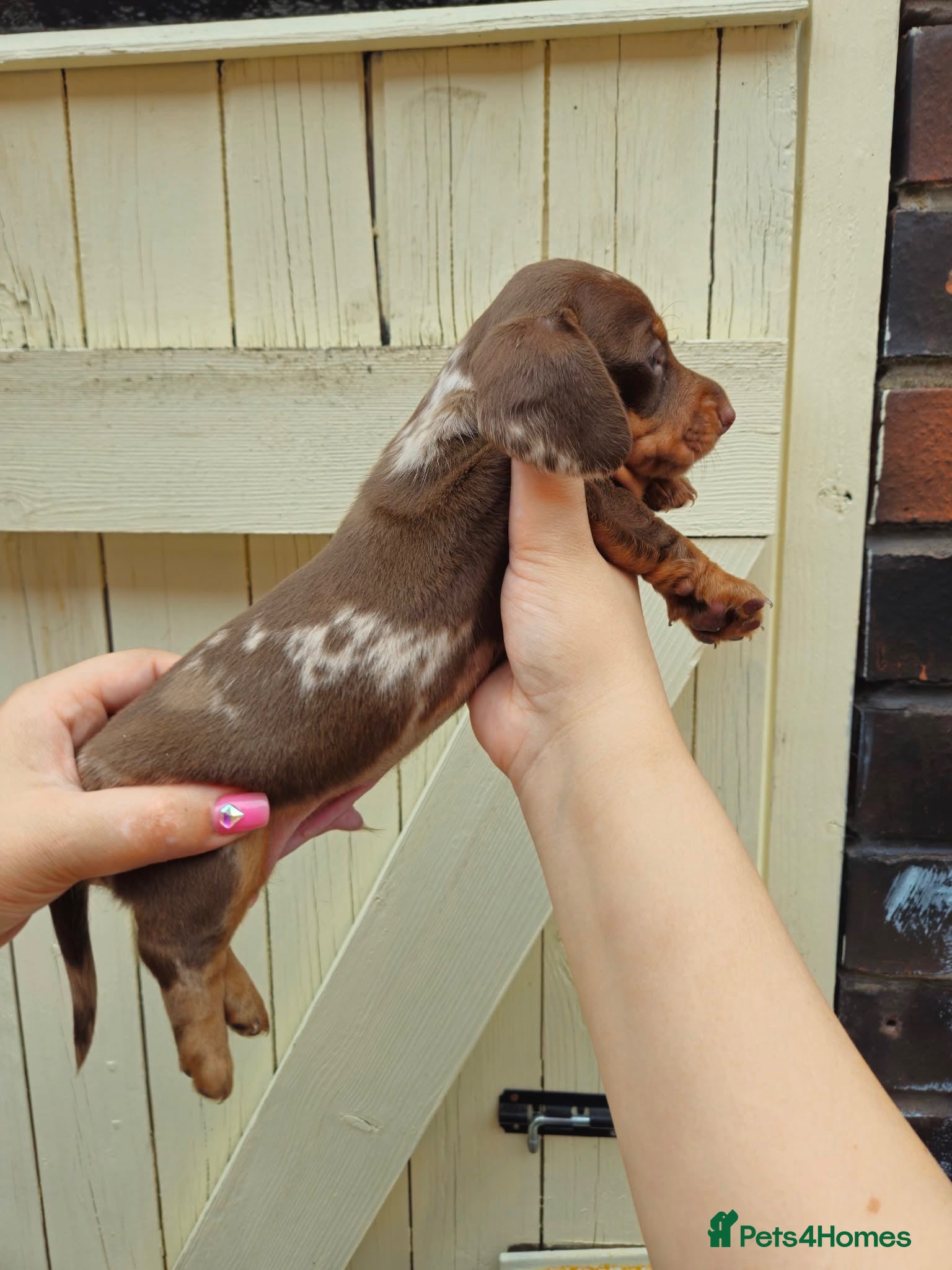 Dachshund dogs DACHSUND PUPPIES LOOKING FOR NEW HOMES🏠🩷💙 - Advert 1