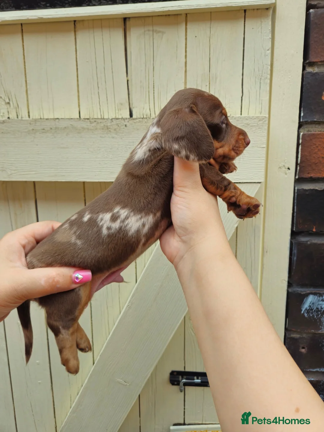 Dachshund dogs for sale: DACHSUND PUPPIES LOOKING FOR NEW HOMES🏠🩷💙 in Bolton - Advert 1