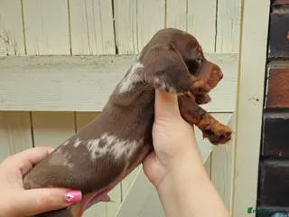 Dachshund dogs DACHSUND PUPPIES LOOKING FOR NEW HOMES🏠🩷💙 - Advert 1