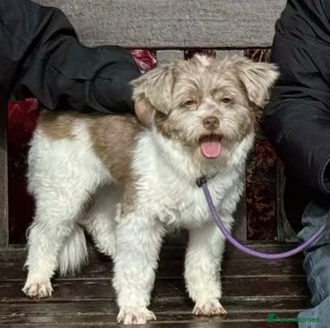 Shihpoo dogs for sale: Very cute Shihpoo - Advert 4