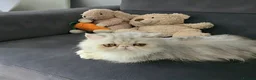 Persian cats for sale: Persian Female Silver Tabby Cat - GCCF - PKD Clear - Advert 6