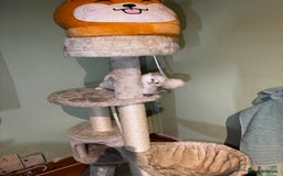 Ragdoll cats for sale: Adorable ragdoll kittens - Image 21