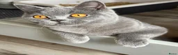 British Shorthair cats for sale: Older BSH kittens looking for their forever home🐾 - Advert 18