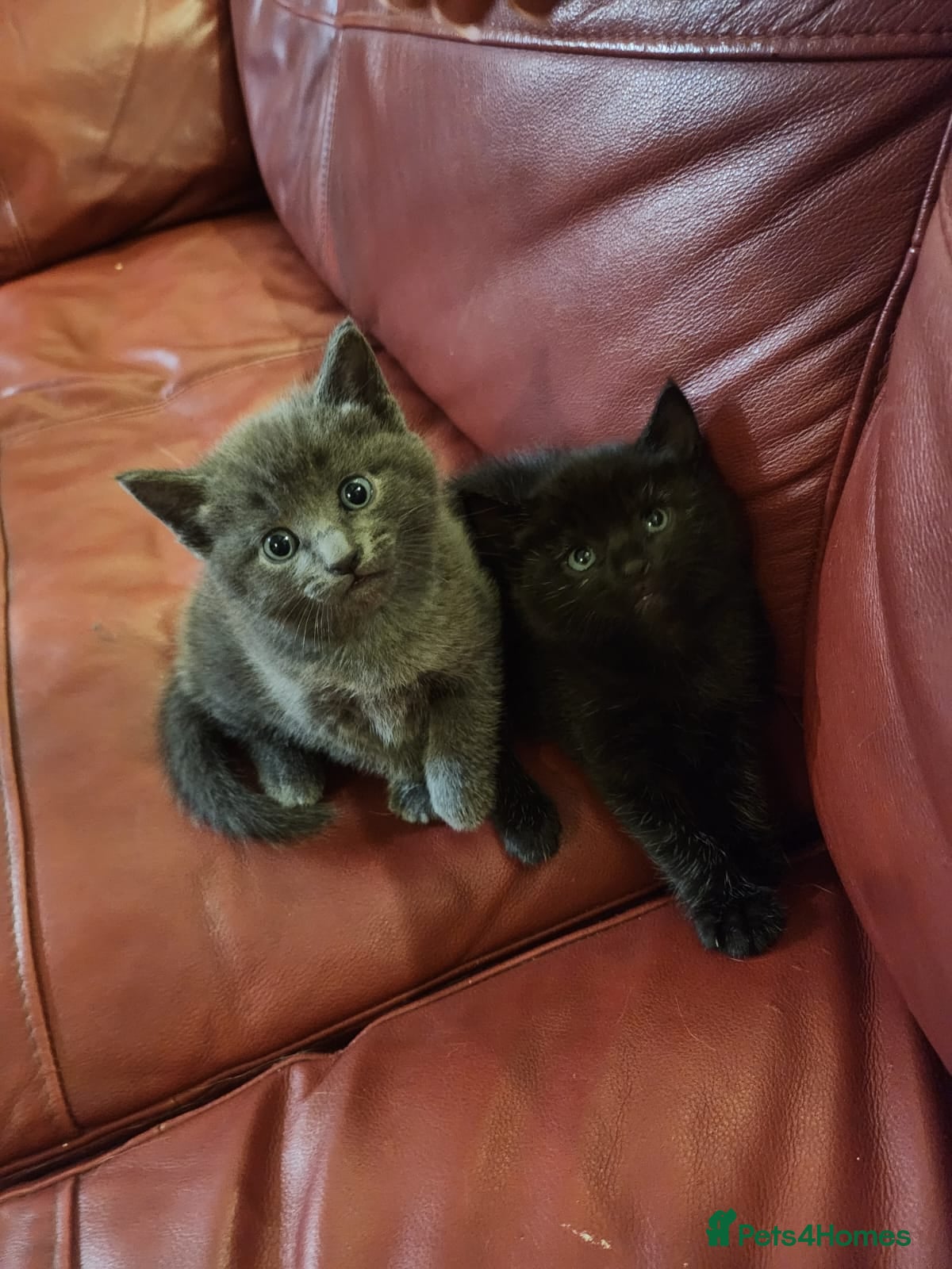 Mixed Breed cats for sale: Lovely 2 little ones  - Advert 1