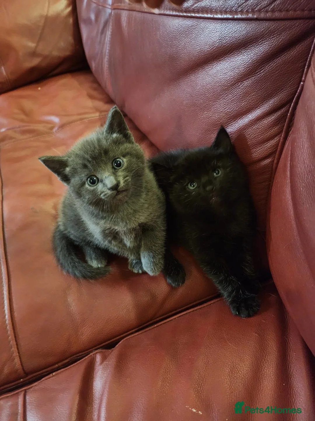 Mixed Breed cats for sale: Lovely 2 little ones  in Colchester - Advert 1