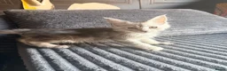 Maine Coon cats for sale: Last remaining girl  - Advert 3