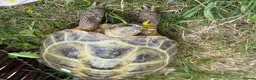 Hermann Tortoise reptiles for sale: 2 Hermann tortoises - Advert 6