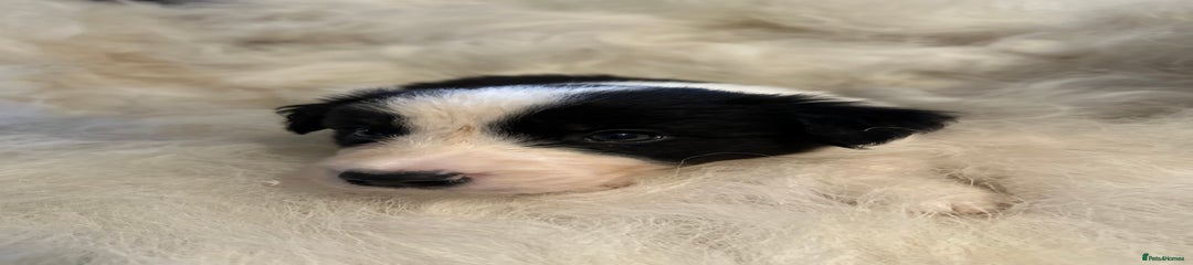 Border Collie Puppy 6
