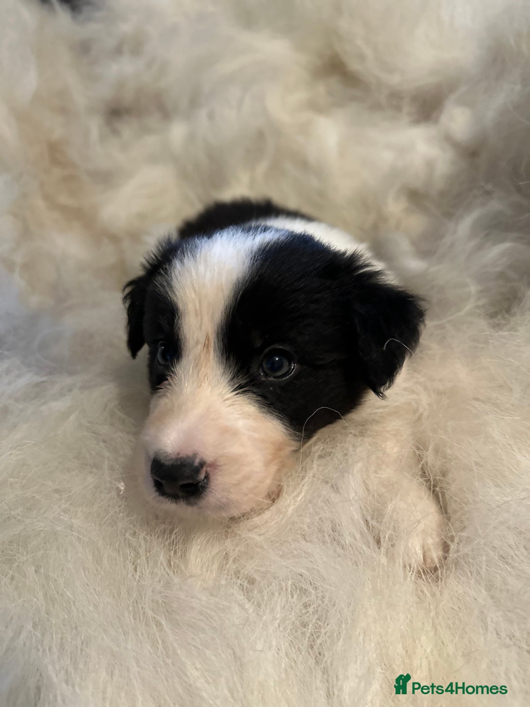 Border Collie dogs for sale: Border Collie puppies for sale - Image 15