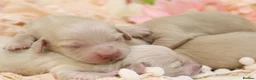 Miniature Dachshund dogs for sale: KC Cream Longhair Miniature Dachshund Puppies in Wisbech - Advert 3