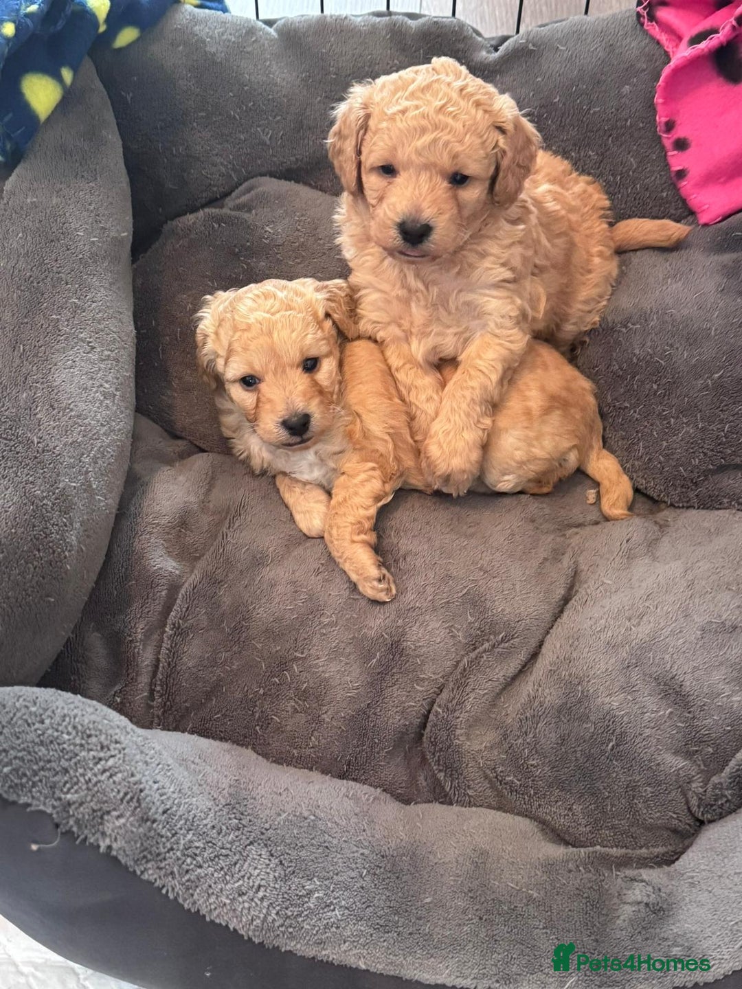 Toy Poodle dogs for sale: Beautiful Toy Poodle Puppy - Advert 4