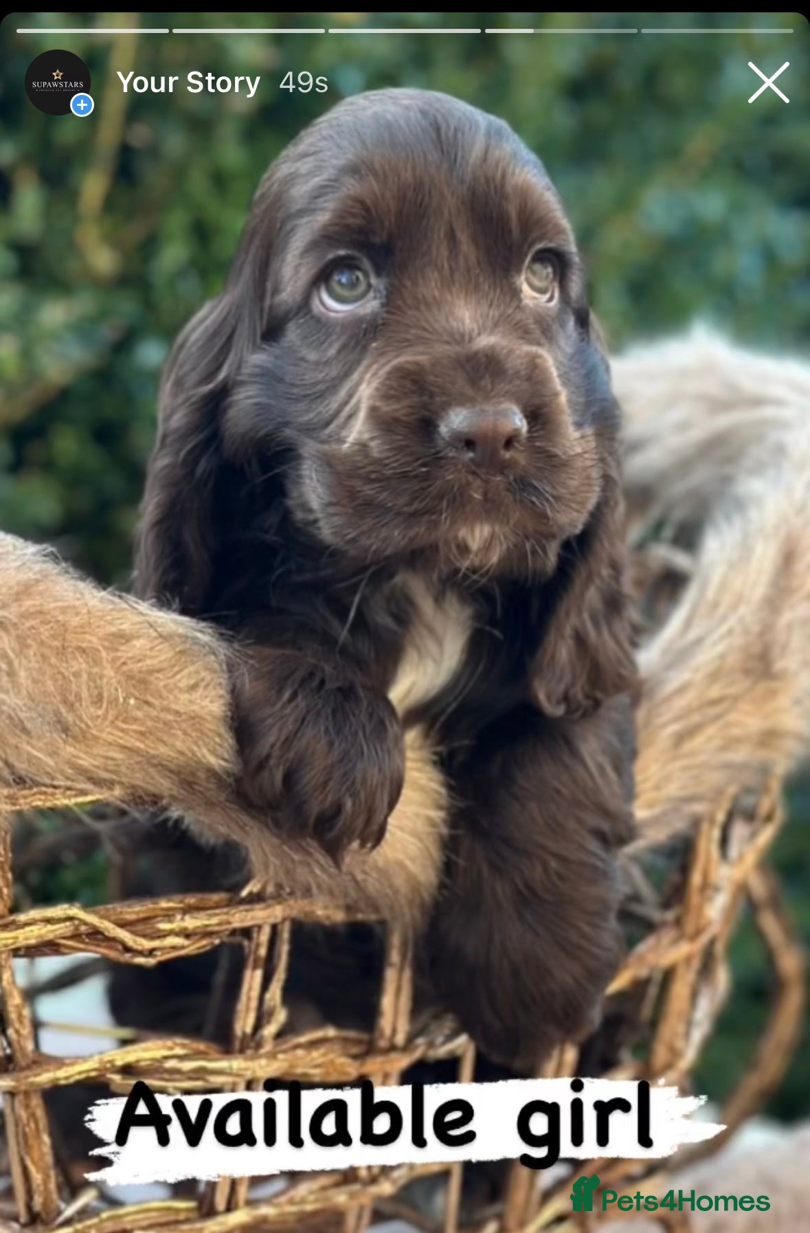 Cocker Spaniel dogs Stunning show cocker spaniels  - Advert 2