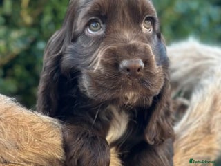 Cocker Spaniel dogs Stunning show cocker spaniels - Advert 1