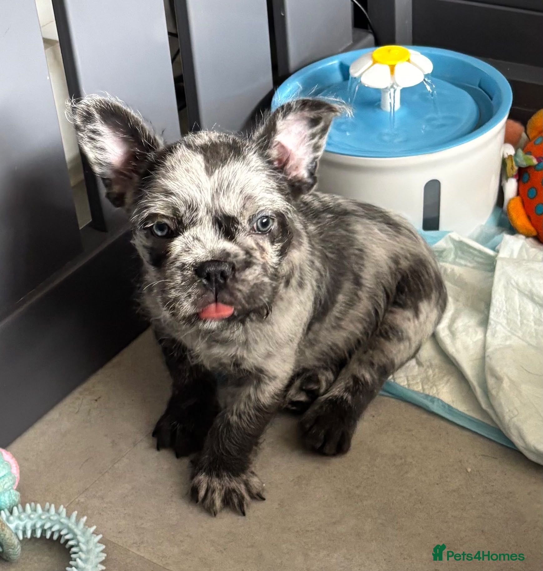 French Bulldog dogs Amazing french bulldog pups  - Advert 1