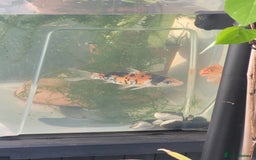 Koi Carp fish for sale: Koi Carp - Image 5