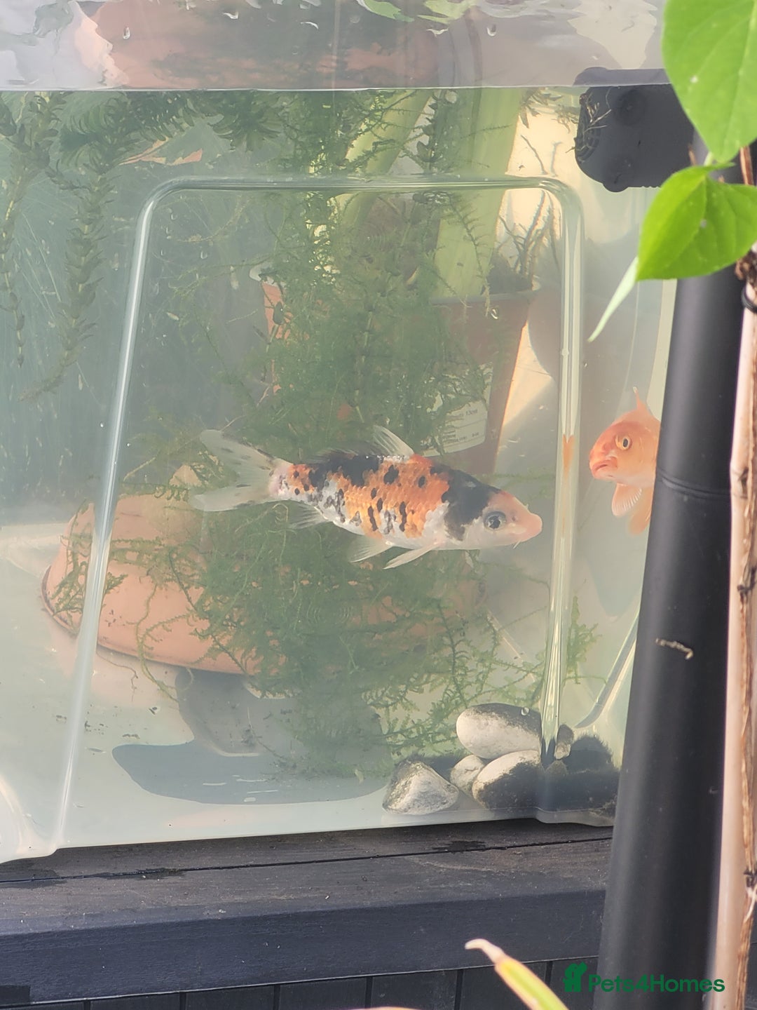 Koi Carp fish for sale: Koi Carp - Image 5