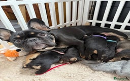 Mixed Breed dogs for sale: french bull dog x carin terrier girls x - Image 1