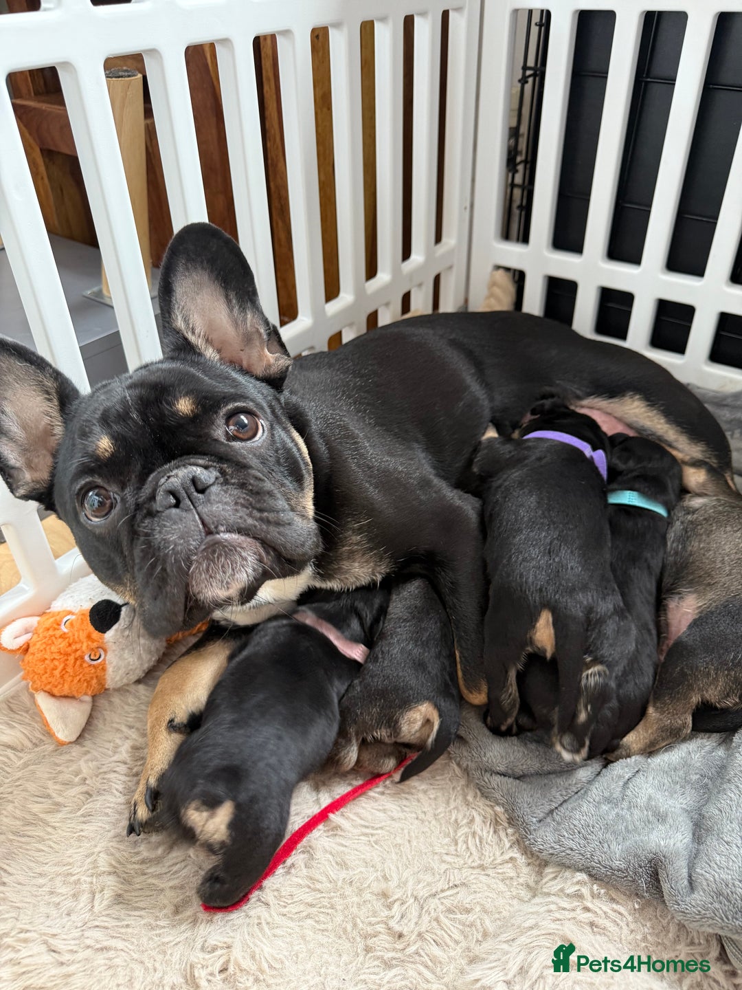 Mixed Breed dogs for sale: french bull dog x carin terrier girls x - Image 1