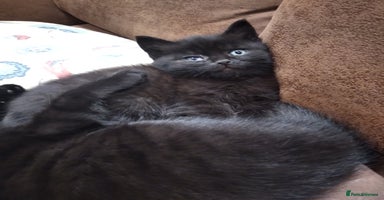 Mixed Breed cats Friendly kittens, well handled  - Advert 1