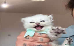 Persian cats for sale: 2 Persian silver tipped chinchilla - Advert 4