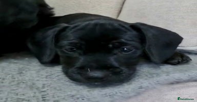 Jackapoo dogs - Advert 11