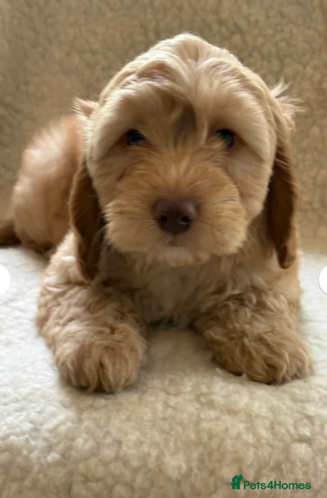 Cockapoo dogs for sale: Stunningly beautiful cockapoo puppies  - Advert 2