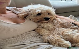 Cavapoo dogs for sale: 8 month old cavapoo for sale  - Image 4