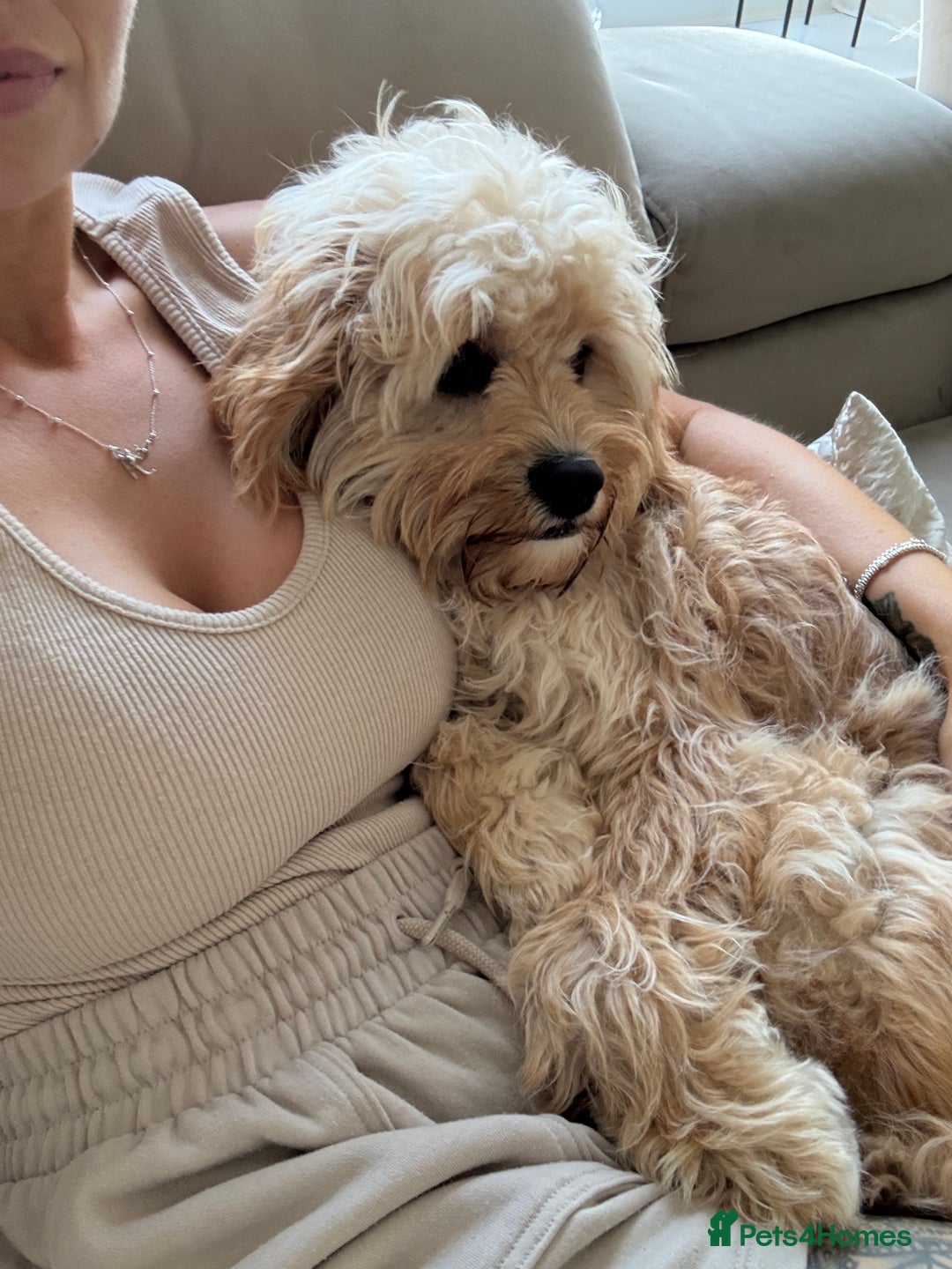 Cavapoo dogs for sale: 8 month old cavapoo for sale  - Image 4