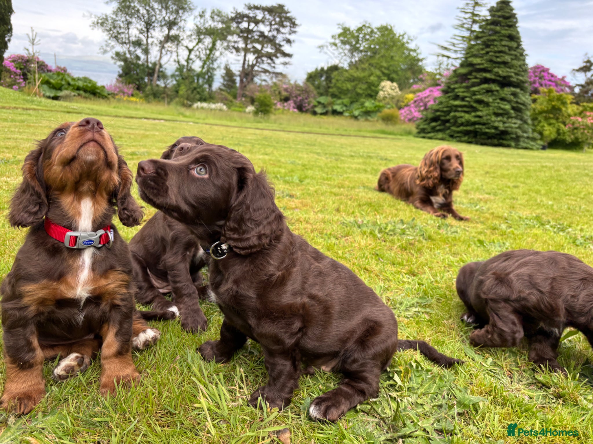 Cocker Spaniel dogs KC REGISTERED WORKING COCKER SPANIEL PUPPIES - Advert 2