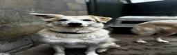 Mixed Breed dogs for adoption: Meet Alex &Delilah, residing in Cheshire  in Nantwich - Advert 11