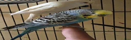 Budgerigars birds for sale: Silly hand tamed baby budgies for sale  - Advert 7