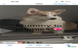 Welsh Corgi Pembroke dogs for sale: Kc reg Pembroke corgi babies available  - Image 5