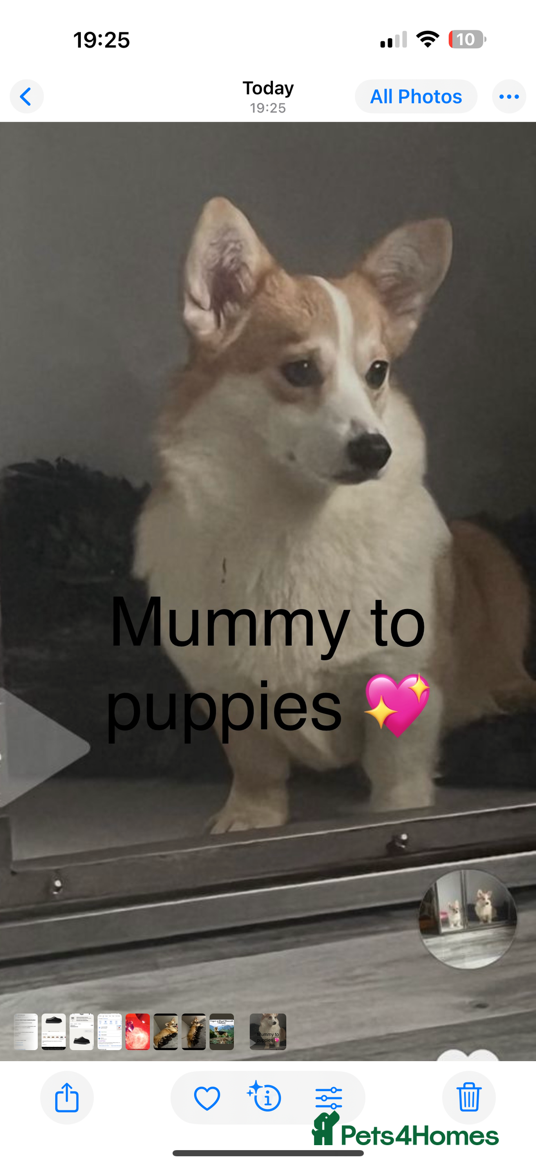 Welsh Corgi Pembroke dogs for sale: Kc reg Pembroke corgi babies available  - Image 5