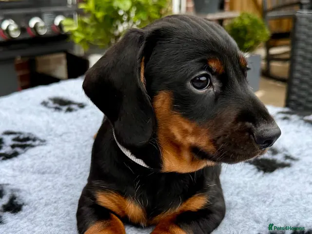 Dachshund dogs for sale: Standard smooth & Wirehaired Dachshund pups Teckel - Advert 2