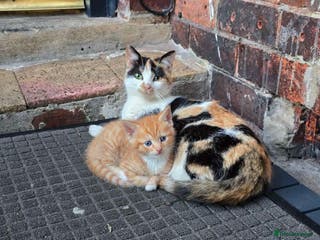 Mixed Breed cats 5 cute little kittens wanting a warm home. - Advert 1