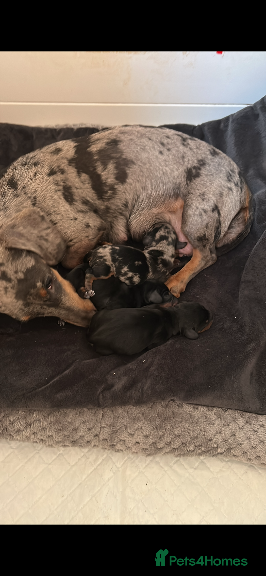 Miniature Dachshund dogs for sale: KC registered Tiny Miniature Dachshund puppies - Advert 1