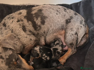 Miniature Dachshund dogs KC registered Tiny Miniature Dachshund puppies - Advert 1