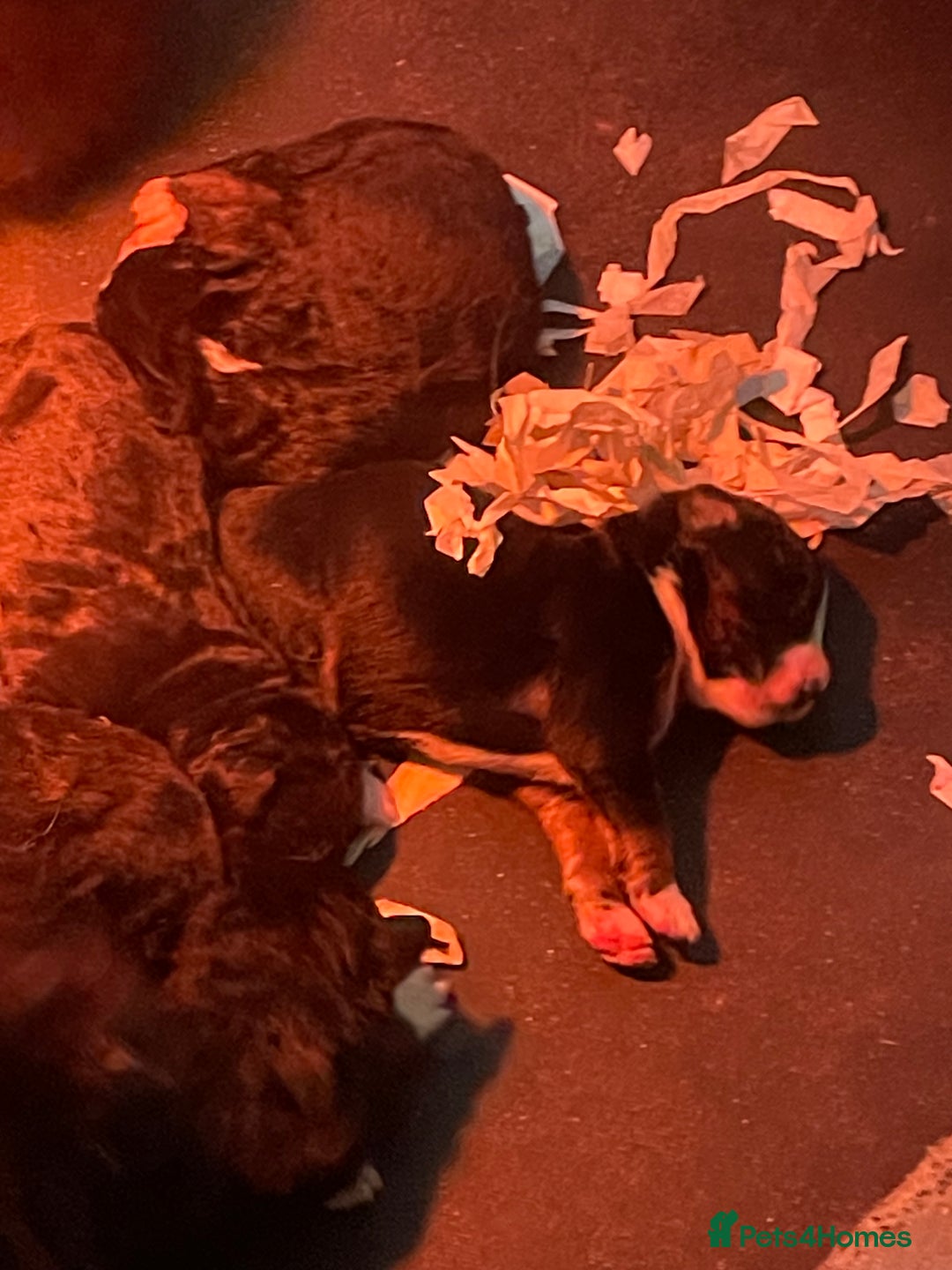 Bernese Mountain Dog dogs for sale: Beutiful boys and girl - Image 17