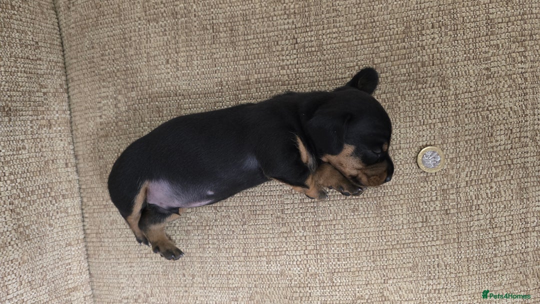 Miniature Dachshund dogs for sale: Miniature dachshund Puppies  - Advert 19