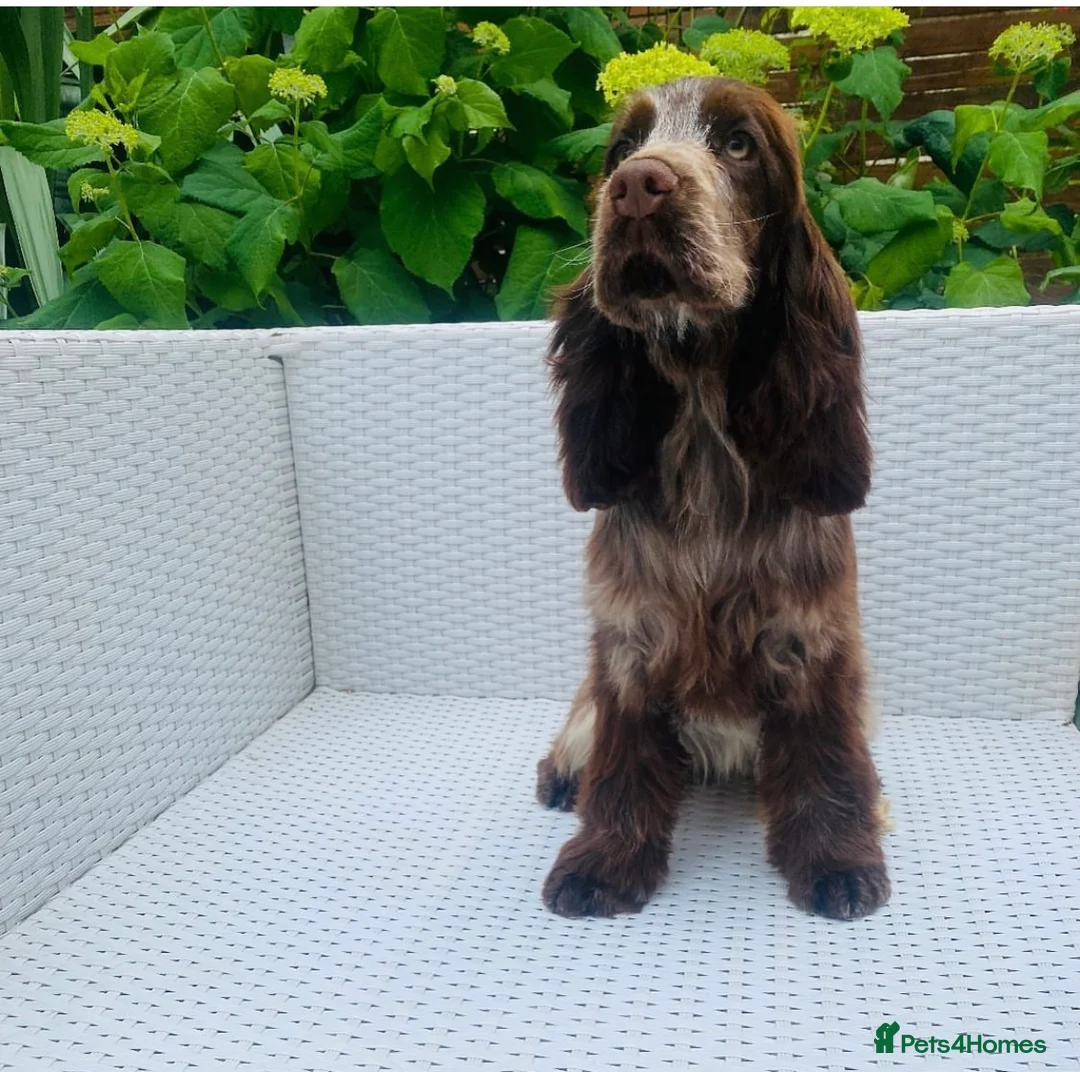 Cockapoo dogs for sale: Fabulous F1 cockapoos - Advert 3
