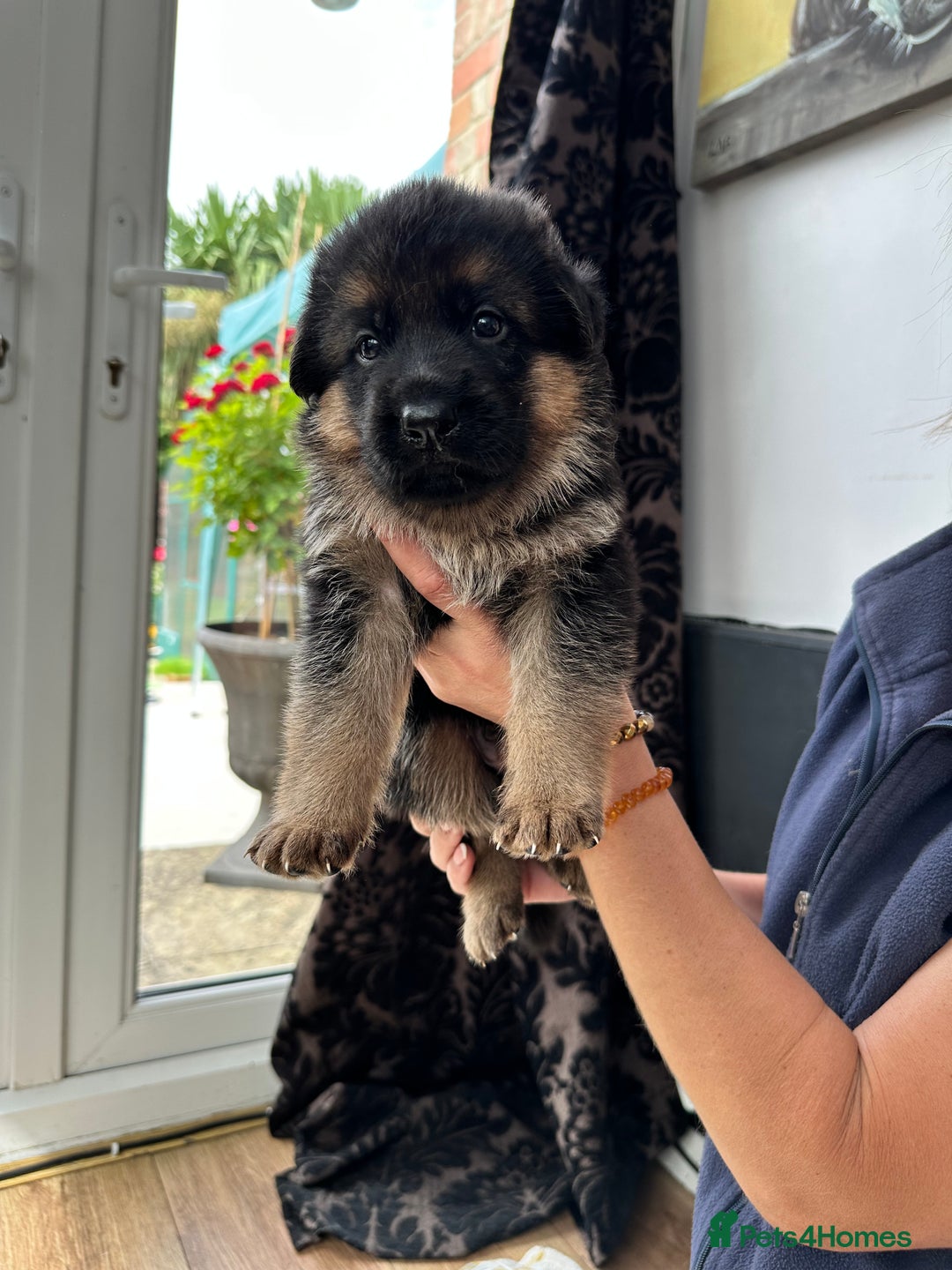 German Shepherd dogs for sale: KC show line German Shepherd puppies - Image 20