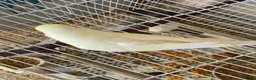 Budgerigars birds for sale: Tame baby budgies straight from nest in Leicester - Advert 11