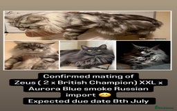 Maine Coon cats for sale: XXL Maine Coon Kittens Double TICA Champion lines  - Image 2