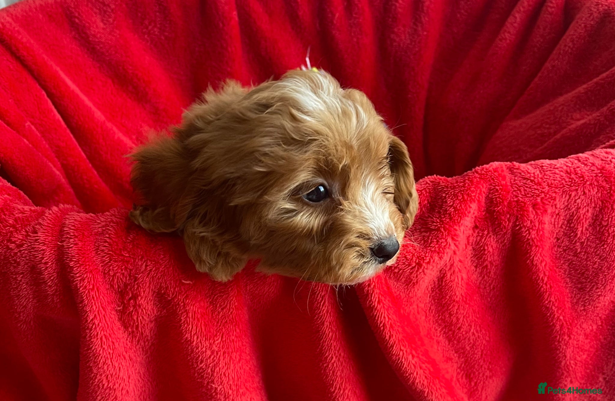 Cockapoo dogs Beautiful F1 cockerpoo pups NOW READY - Advert 2