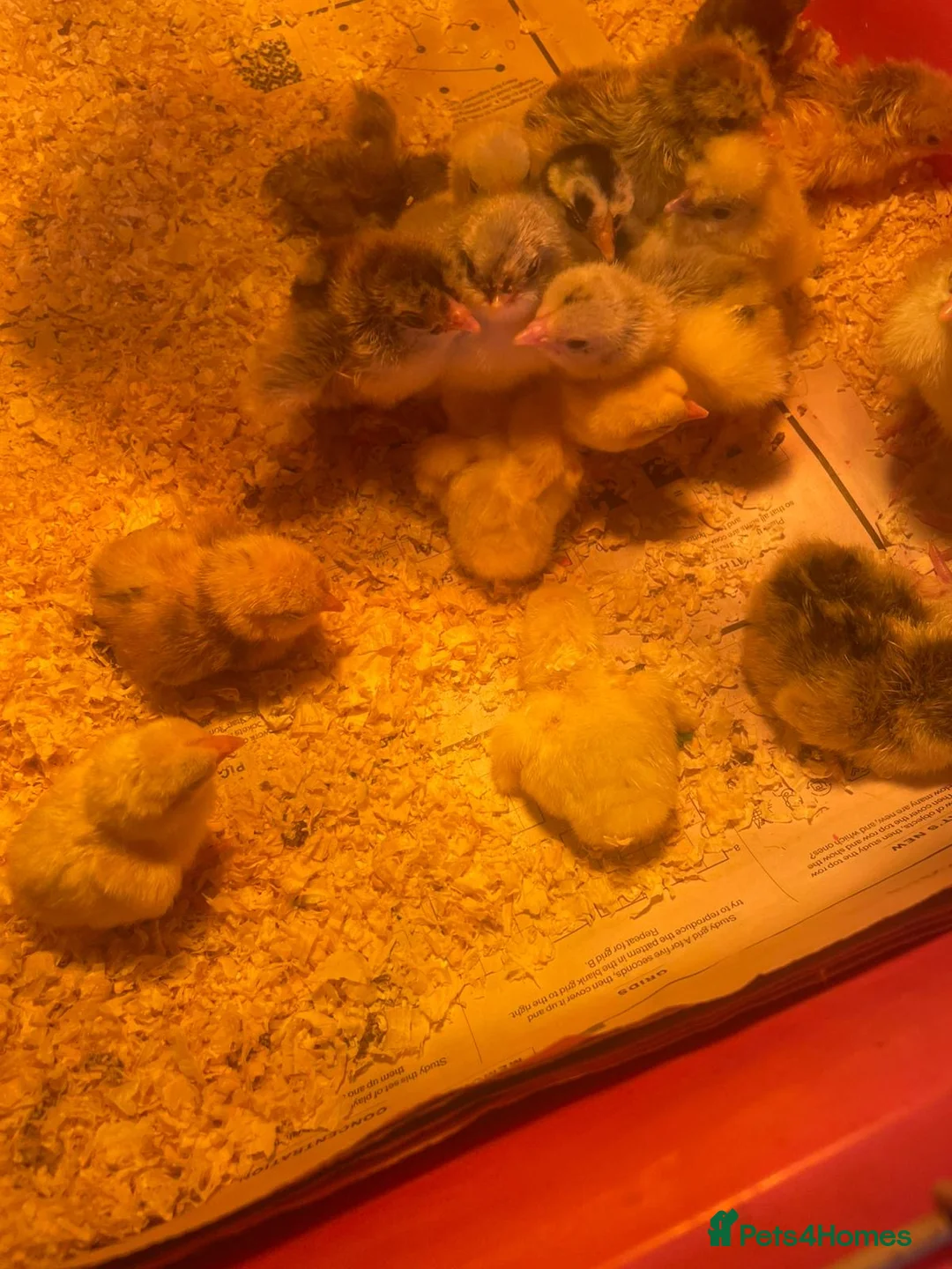 Chickens poultry for sale: Day old chicks - Advert 3