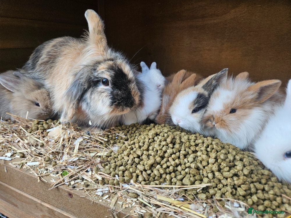 Lionhead rabbits 7 gorgeous Harlequin Lion Lop bunnies - Advert 6