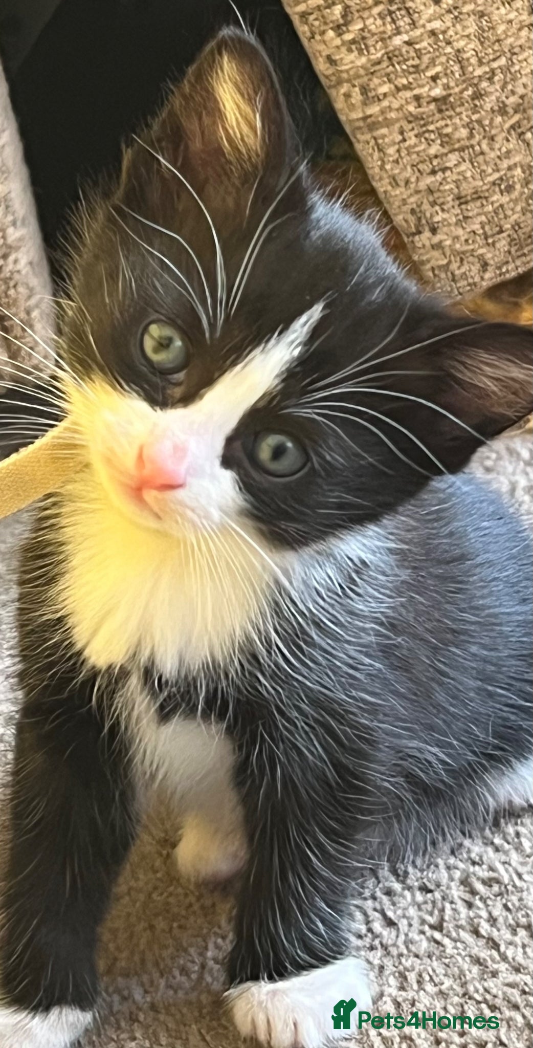 Mixed Breed cats ROMY’S RACY RASCALS ❤️ - Advert 2