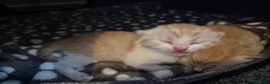 Mixed Breed Kitten 1 Scar