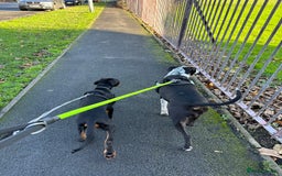 Dobermann dogs for sale: Pregnancy Confirmed - European Doberman Puppies - Image 14